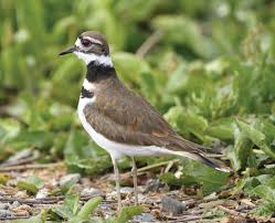 Image result for Charadrius vociferus
