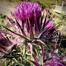 Image result for Ptilostemon afer