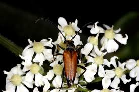 Attēlu rezultāti vaicājumam “Anastrangalia sanguinolenta male”