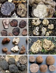 Attēlu rezultāti vaicājumam “Pachyphloeus melanoxanthus”