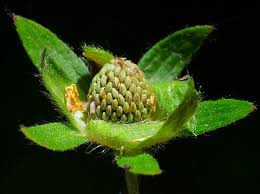 Attēlu rezultāti vaicājumam “Potentilla norvegica flower”