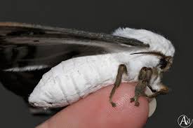 Attēlu rezultāti vaicājumam “Capsus ater imago”