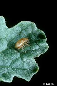 Attēlu rezultāti vaicājumam “Aphis jacobaeae”