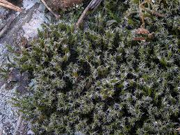 Attēlu rezultāti vaicājumam “Racomitrium heterostichum”