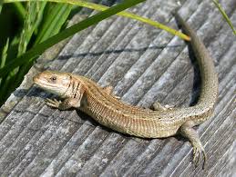 Attēlu rezultāti vaicājumam “Lacerta vivipara”