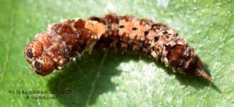 Attēlu rezultāti vaicājumam “Falcaria lacertinaria”