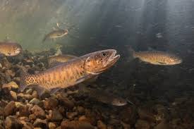 Image result for Oncorhynchus clarkii