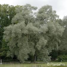 Attēlu rezultāti vaicājumam “Salix alba var. sericea”