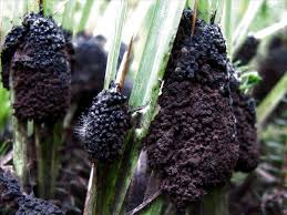 Attēlu rezultāti vaicājumam “Symphytocarpus impexus”