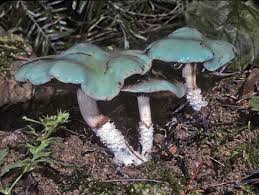 Attēlu rezultāti vaicājumam “Stropharia albocrenulata”