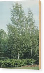 Attēlu rezultāti vaicājumam “Betula pendula”