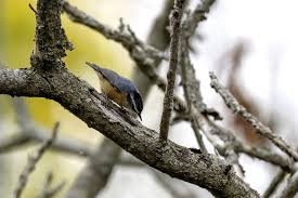 Image result for Sitta canadensis