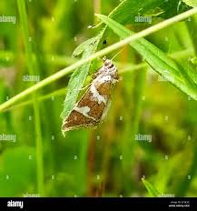 Attēlu rezultāti vaicājumam “Deltote bankiana”