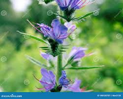 Attēlu rezultāti vaicājumam “Echium vulgare bud”