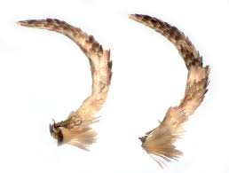 Attēlu rezultāti vaicājumam “Acrolepiopsis assectella”