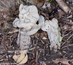 Attēlu rezultāti vaicājumam “Helvella crispa”