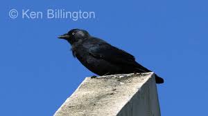 Attēlu rezultāti vaicājumam “Corvus monedula”