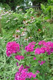 Image result for Phlox paniculata `Bright Eyes`