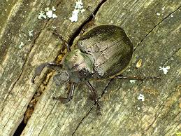 Attēlu rezultāti vaicājumam “Osmoderma barnabita imago”