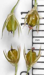 Attēlu rezultāti vaicājumam “Juncus filiformis”