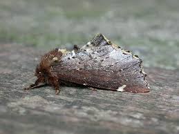 Attēlu rezultāti vaicājumam “Odontosia carmelita”