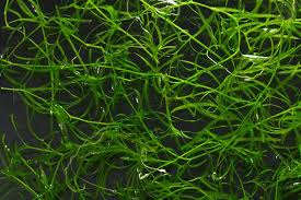 Attēlu rezultāti vaicājumam “Najas major leaf”