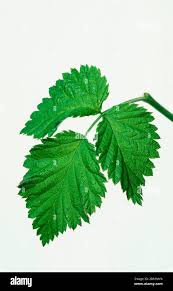 Attēlu rezultāti vaicājumam “Rubus idaeus leaf”