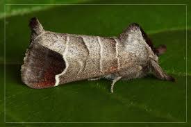 Attēlu rezultāti vaicājumam “Clostera curtula”