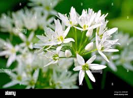 Attēlu rezultāti vaicājumam “Allium ursinum flower”