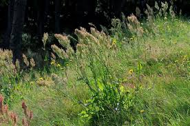 Attēlu rezultāti vaicājumam “Rumex thyrsiflorus”