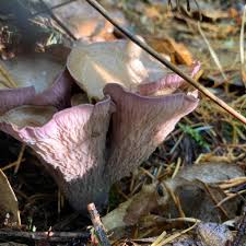 Attēlu rezultāti vaicājumam “Gomphus clavatus”