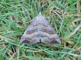 Attēlu rezultāti vaicājumam “Hypena proboscidalis”