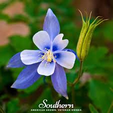 Image result for Aquilegia vulgaris