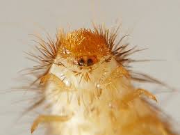 Attēlu rezultāti vaicājumam “Anthrenus sp.”