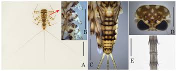 Attēlu rezultāti vaicājumam “Heptagenia sulphurea female”