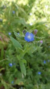 Attēlu rezultāti vaicājumam “Anchusa arvensis flower”