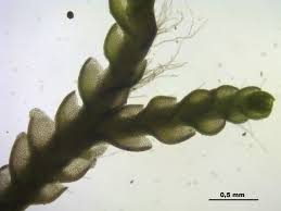 Attēlu rezultāti vaicājumam “Nardia geoscyphus”