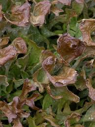 Attēlu rezultāti vaicājumam “Cetraria sepincola”