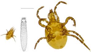 Attēlu rezultāti vaicājumam “Mesostigmata”