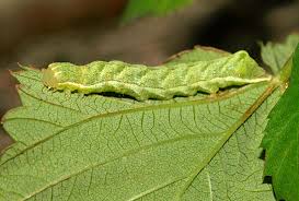 Attēlu rezultāti vaicājumam “Melanchra persicariae”