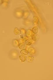 Attēlu rezultāti vaicājumam “Hemitrichia clavata stalked”