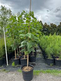 Attēlu rezultāti vaicājumam “Catalpa”