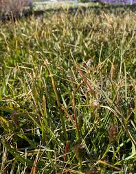 Attēlu rezultāti vaicājumam “Sesleria caerulea”