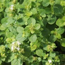 Image result for Majoran