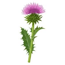 Image result for Silybum marianum