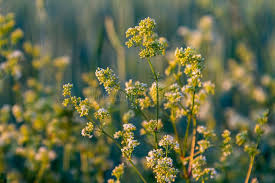 Attēlu rezultāti vaicājumam “Galium album flower”