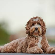 Afbeeldingsresultaat voor honden