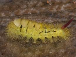 Attēlu rezultāti vaicājumam “Calliteara pudibunda larva”