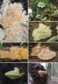 Attēlu rezultāti vaicājumam “Cystostereum murrayi”