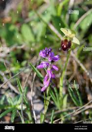 Attēlu rezultāti vaicājumam “Polygala comosa flower”